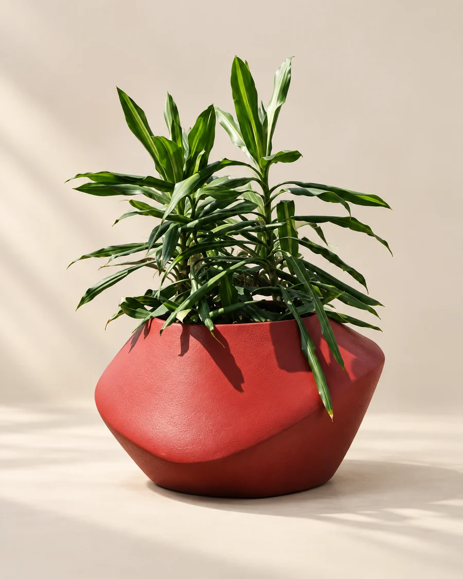 Yörünge — Planter